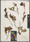 Foto von Salix myrtilloides L.